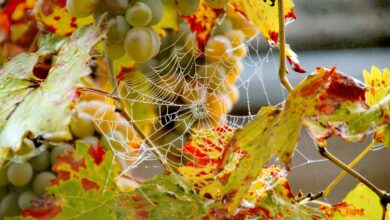 vinogradniki v sloveniji zadnji rok za pregled zaradi zlate trsne rumenice 68efd340cbb88 1760547648