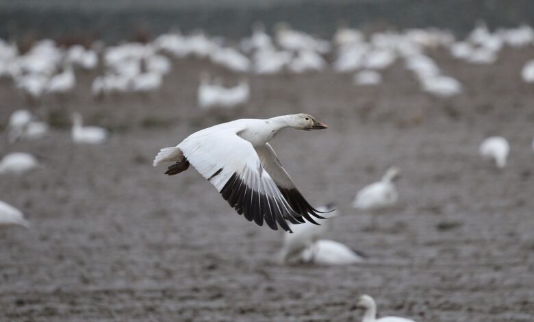 Ptičja gripa ponovno ogroža Slovenijo: Okužena galeb in labod v Ljubljani ter Kopru 1 birds on the sky