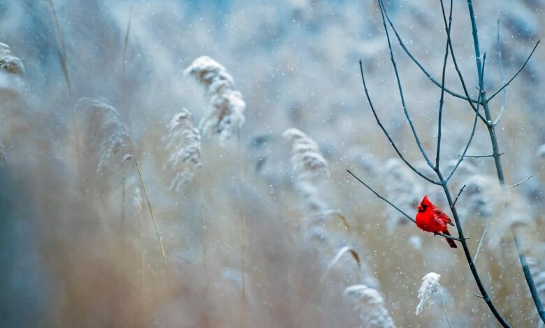Bomo leto deležni beline snega nižinah že pred prazniki? 1 bomo leto delezni beline snega nizinah ze pred prazniki 69106645e2018 1762682437