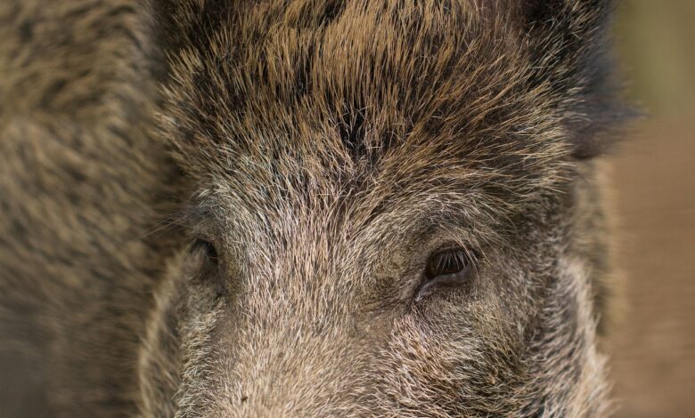 divji prasici pustosijo po hrvaskem otoku prebivalci v strahu za svoje domove 6925c496dc23d 1764082838