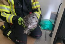 gasilci iz hoc resili ujeto sovico iz dimnika in jo vrnili v naravo foto 690909e0a2db5 1762200032