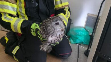 gasilci iz hoc resili ujeto sovico iz dimnika in jo vrnili v naravo foto 690909e0a2db5 1762200032