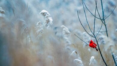 hladna fronta prinasa snezno pravljico po vsej sloveniji 691f2cf753c73 1763650807
