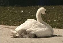 huda poskodba labodke oli v mariboru vzbuja zaskrbljenost foto 6918dbd3daea7 1763236819