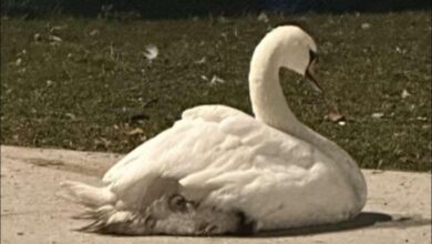 Huda poškodba labodke Oli v Mariboru vzbuja zaskrbljenost #foto 24 huda poskodba labodke oli v mariboru vzbuja zaskrbljenost foto 6918dbd3daea7 1763236819