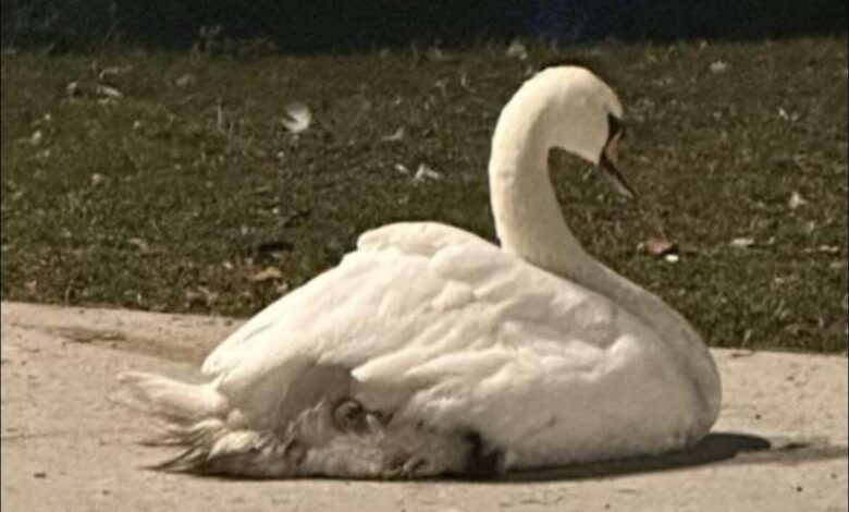 Huda poškodba labodke Oli v Mariboru vzbuja zaskrbljenost #foto 1 huda poskodba labodke oli v mariboru vzbuja zaskrbljenost foto 6918dbd3daea7 1763236819