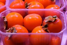 izjemna letina kakijev v strunjanu pritegnila mnozice obiskovalcev 691992b0e7b58 1763283632