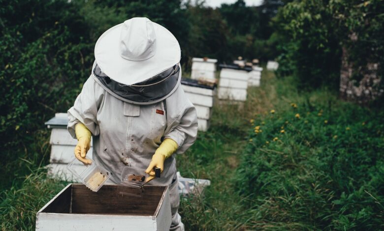 Izjemna letina medu navdušuje slovenske čebelarje in potrošnike 1 izjemna letina medu navdusuje slovenske cebelarje in potrosnike 6919a0c023ff6 1763287232