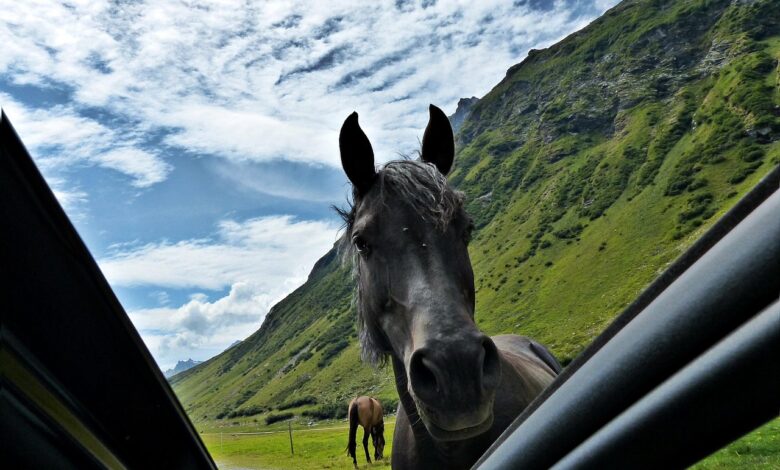 jahac huje poskodovan v nenavadni nesreci na banjsicah 6916ef96e33c1 1763110806