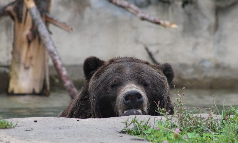 Japonsko pretresajo smrtonosni napadi medvedov: Lovci v akciji 1 japonsko pretresajo smrtonosni napadi medvedov lovci v akciji 6905be1d266f4 1761984029