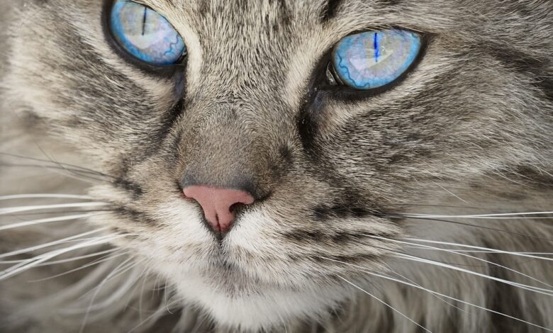 kloniranje domacih ljubljenckov etika in tehnoloski napredek 691ae41e034b0 1763370014