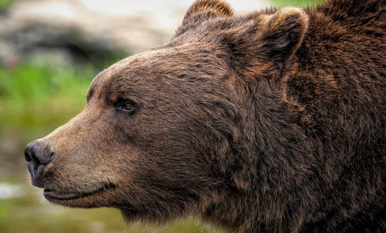 Medvedka Mici: Od življenja v ogradi do novega začetka v avstrijskem zavetišču 1 medvedka mici od zivljenja v ogradi do novega zacetka v avstrijskem zavetiscu 6926b38e5867a 1764144014
