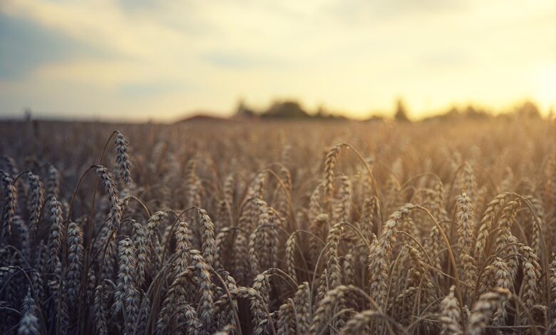 Neenakomerna razdelitev subvencij med slovenskimi kmeti 1 neenakomerna razdelitev subvencij med slovenskimi kmeti 6916d397e1f2f 1763103639