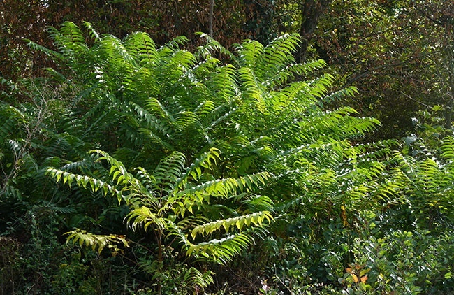 obcina piran z ambicioznim nacrtom za ozelenitev fiese 69257036d5a4b 1764061238