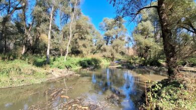 obsezna obnova recnih rokavov na muri krepi ekosistem foto 690755f00d4cb 1762088432