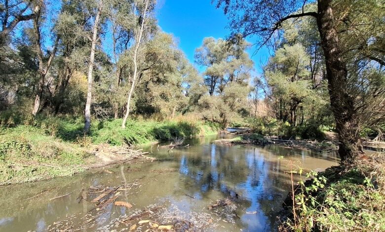 obsezna obnova recnih rokavov na muri krepi ekosistem foto 690755f00d4cb 1762088432