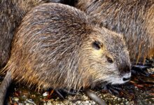 podgane ogrozajo ptuj dom upokojencev pred resno krizo 690e4fd335097 1762545619