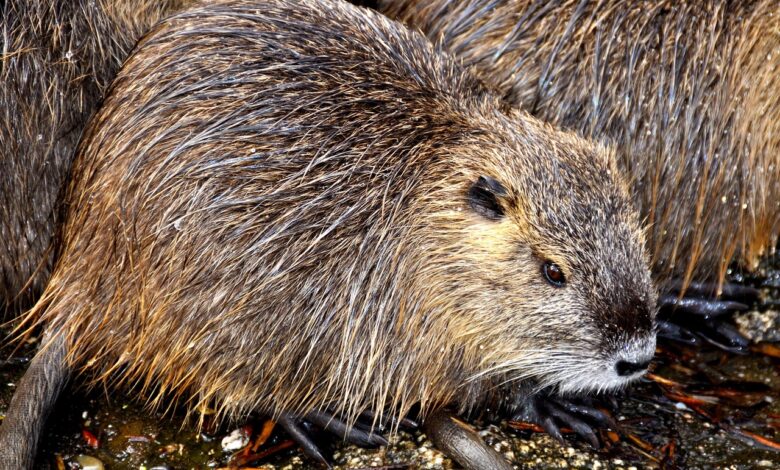 Podgane ogrožajo Ptuj: Dom upokojencev pred resno krizo 1 podgane ogrozajo ptuj dom upokojencev pred resno krizo 690e4fd335097 1762545619