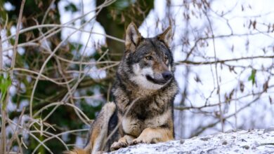 povratek volkov na pohorje kaj storiti ob srecanju z njimi 6919d8f32f48d 1763301619