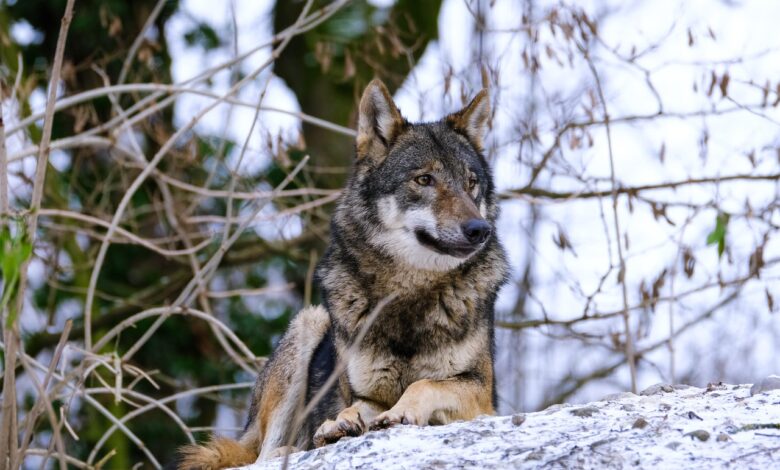 Povratek volkov na Pohorje: Kaj storiti ob srečanju z njimi? 1 povratek volkov na pohorje kaj storiti ob srecanju z njimi 6919d8f32f48d 1763301619