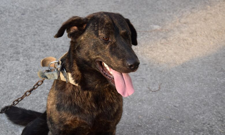 prepoved trajnega privezovanja psov novi ukrepi v veljavi od danes kazni visoke 691387d94c383 1762887641