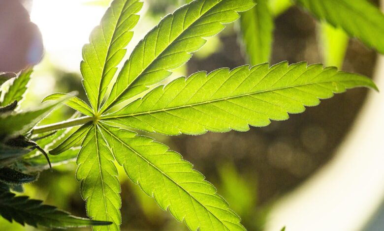 Priprave na legalizacijo konoplje: Kaj prinaša nova zakonodaja? 1 priprave na legalizacijo konoplje kaj prinasa nova zakonodaja 69160091bea05 1763049617