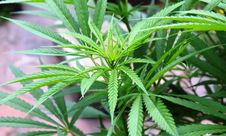 razprava o konoplji vpliv na zdravje in crni trg 690eea93a28cf 1762585235