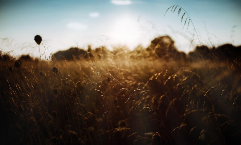 sklad kmetijskih zemljisc sokiral zakupnike s poracuni za uporabnino za zadnjih 5 let 6908b57d0fe73 1762178429