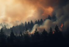 slovenija vlaga dva milijona evrov v zascito gozdov pred pozari 6912284dc4ceb 1762797645