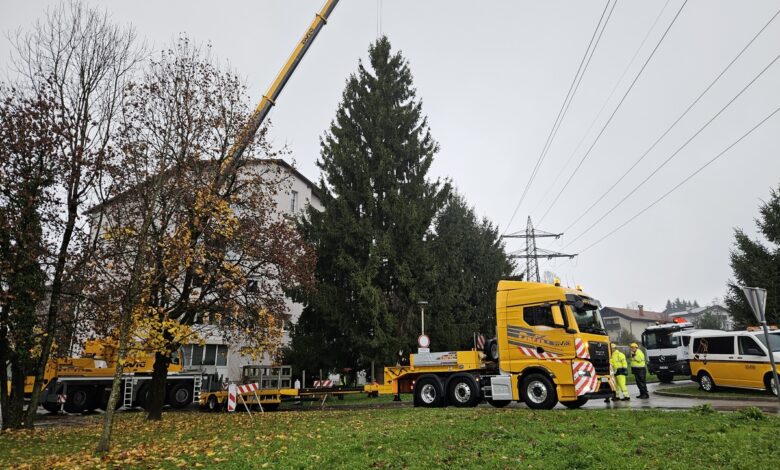 smreka iz medvod praznicni okras presernovega trga v ljubljani 691c278e32e3f 1763452814