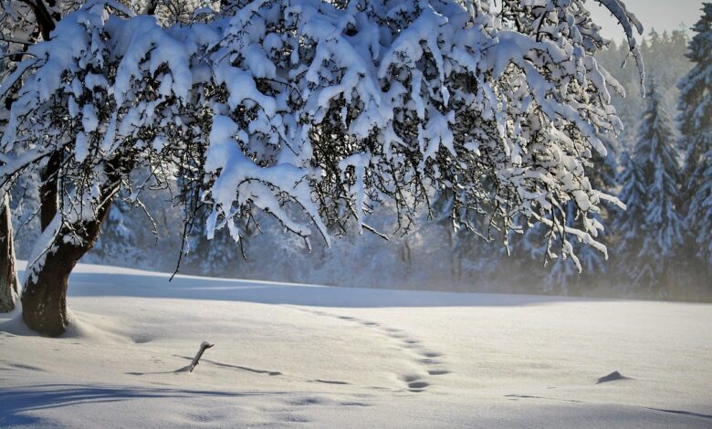 sneg v sloveniji temperature bodo tudi do 10 stopinj v minus kje ga je najvec in kdaj bo najhladneje 69202a3d1c747 1763715645