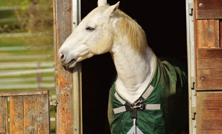 studentje dosegli zacasno ohranitev doma za konje na krumperku 690dfb6e3d52c 1762524014