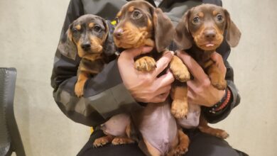 tihotapljenje jazbecarjev grozljive razmere razkrite na obrezju 6926b3a503d0c 1764144037