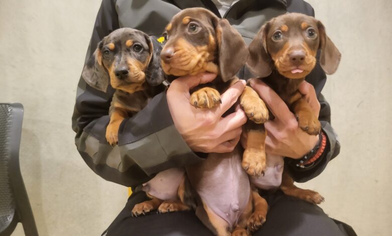 Tihotapljenje jazbečarjev: Grozljive razmere razkrite na Obrežju 1 tihotapljenje jazbecarjev grozljive razmere razkrite na obrezju 6926b3a503d0c 1764144037