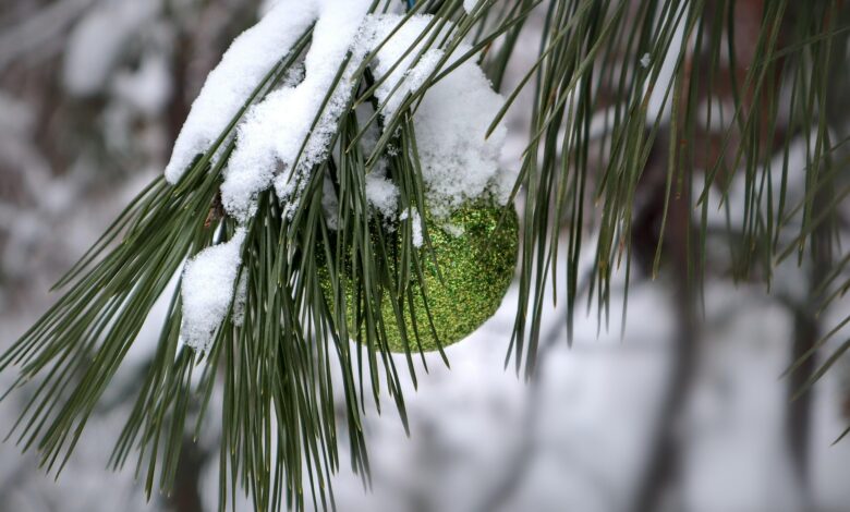 bozic v belem ljudska modrost napoveduje zeleno veliko noc 694d35713dfed 1766667633