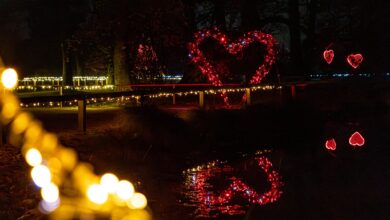 carobni vecerni sprehodi med luckami v arboretumu volcji potok 692dc99e6a471 1764608414