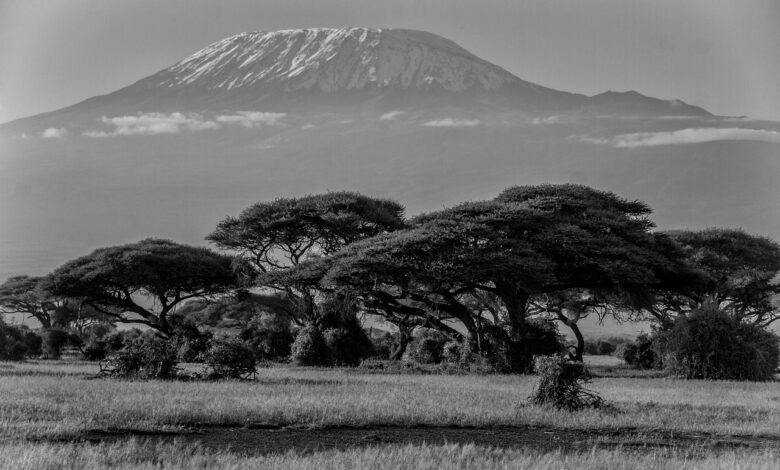kilimanjaro