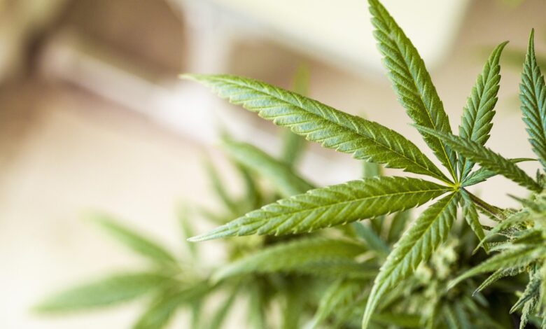 Kriminalisti v Šiški razkrili plantažo konoplje in zasegli orožje 1 kriminalisti v siski razkrili plantazo konoplje in zasegli orozje 694165ee5858c 1765893614