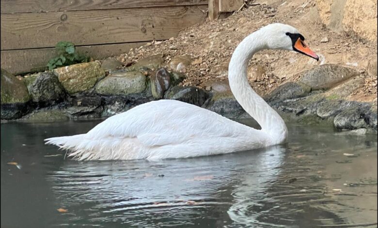 maribor zaluje pogumna labodka oli zapustila nepozaben pecat 693928aeb35aa 1765353646