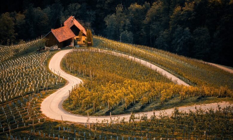 Plebiscitno gradivo v Arhivu Republike Slovenije: Ohranitev enotnosti in zgodovine 1 plebiscitno gradivo v arhivu republike slovenije ohranitev enotnosti in zgodovine 694ecd2d7240b 1766772013