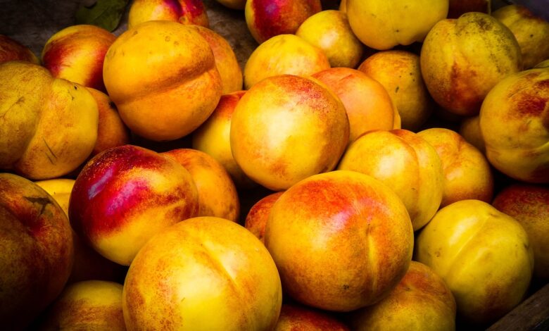 Prevoz kokaina skrit med nektarinami: Slovenska podjetja vpletena v kriminalno mrežo 1 prevoz kokaina skrit med nektarinami slovenska podjetja vpletena v kriminalno mrezo 6941902b2996e 1765904427