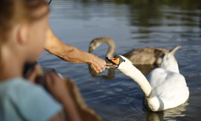 Ptičja gripa ponovno udarila: Primer pri labodu v Lenartu 1 pticja gripa ponovno udarila primer pri labodu v lenartu 69330fb2116dd 1764954034