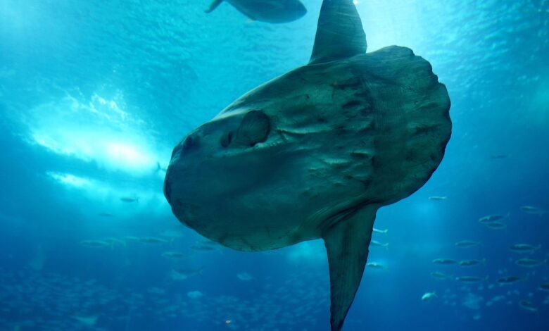 ribici iz jadrana brez pomislekov resili morskega velikana 693177e99ce64 1764849641