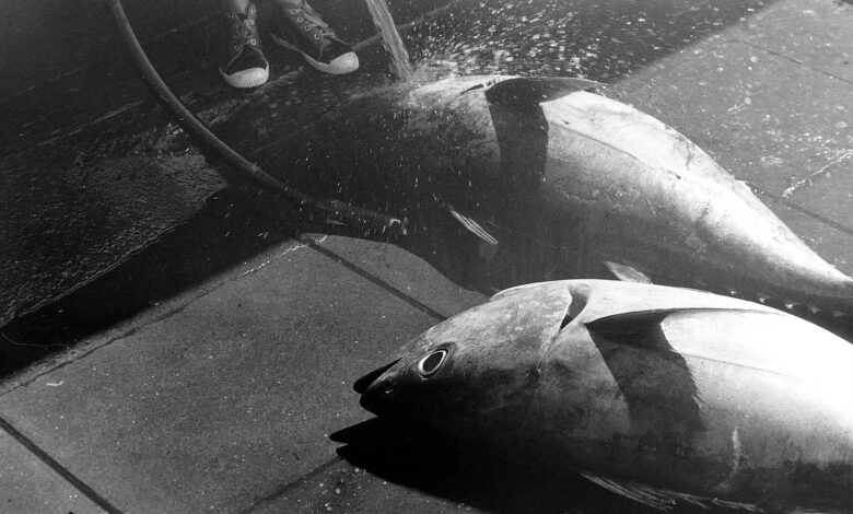 slovenski ribici brez moznosti lova modroplavutega tuna kaj sledi 69419e4c12dea 1765908044