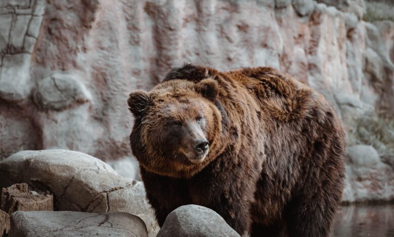 zoo park rozman ponovno odprt medved tim ostaja doma 693ea6d08d504 1765713616