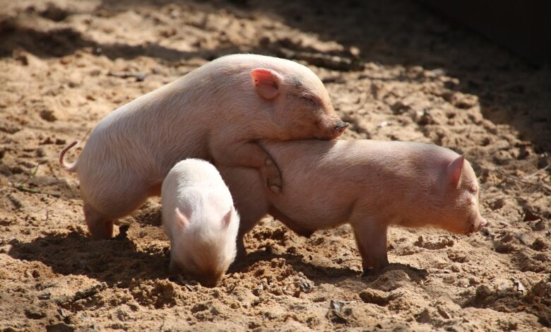 nova pravila za kastracijo pujskov anestezija postala obvezna 69592f0938611 1767452425