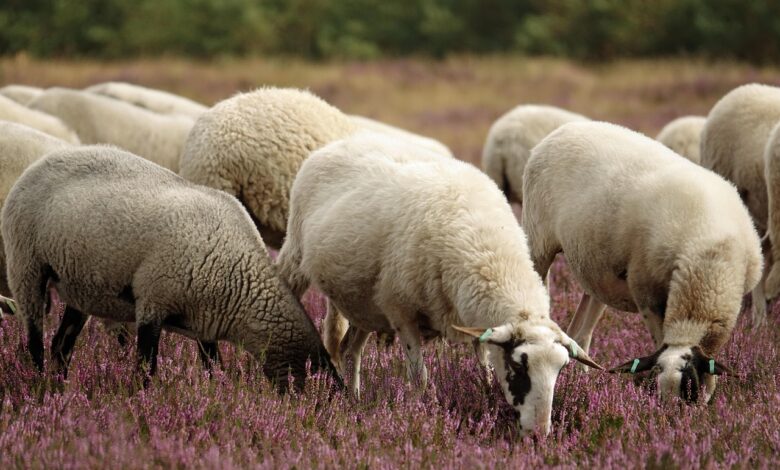 obvezno cepljenje v sloveniji veterinarji dvignili cene zivinorejci zaskrbljeni 6963d72d7152a 1768150829