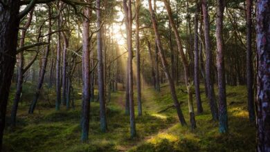 preobrat v primeru smrti stanislava knaflja 696a60a8d8e66 1768579240