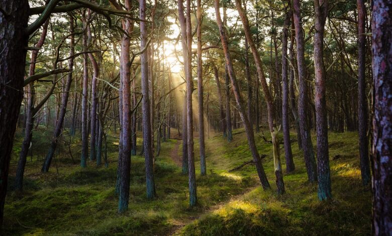 preobrat v primeru smrti stanislava knaflja 696a60a8d8e66 1768579240