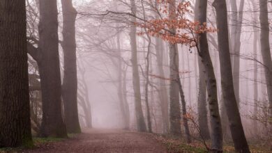 skrivnostna smrt treh lovcev na siciliji mafijska usmrtitev 697c9d6b2d26c 1769774443